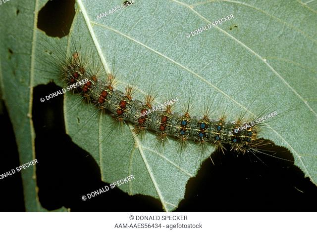 Gypsy Moth Caterpillar on Basswood Leaf (Lymantria dispar) Ithaca, New York