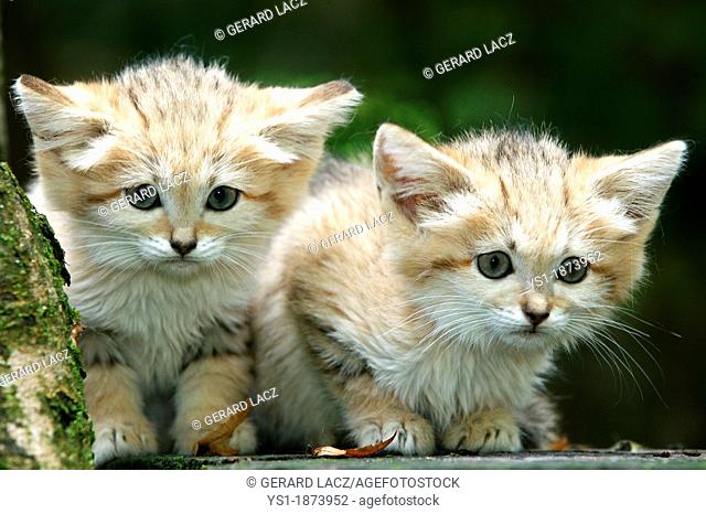 Sand Cat, felis margarita, Cub standing on Branch