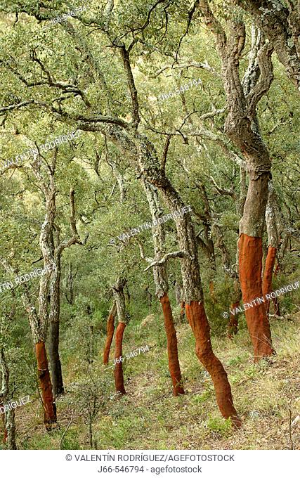 Cork oaks in Mosquera ravine, Azuébar. Sierra Espadán. Castellón province. Spain