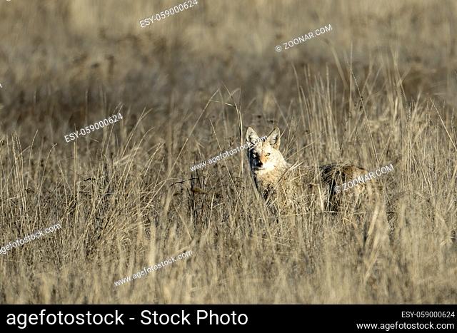 A lone coyote stares at the camera in the tall grass near Coulee City, Washington