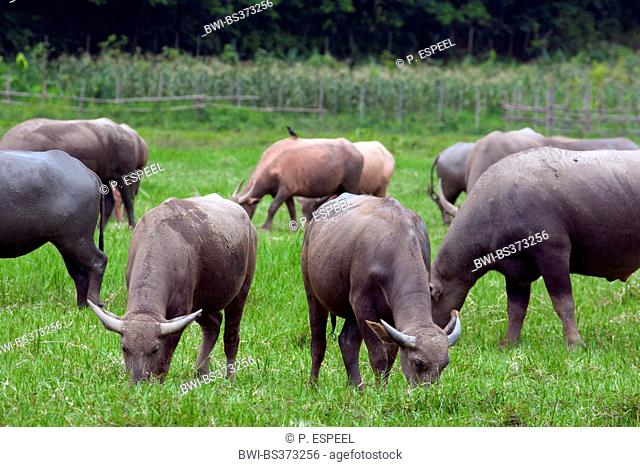 Asian water buffalo, wild water buffalo, carabao (Bubalus bubalis, Bubalus arnee), grazing in meadow, Thailand, Chiang Mai