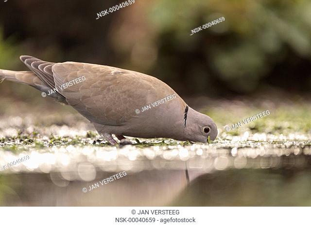 Eurasian Collared Dove (Streptopelia decaocto) drinking at a pond, Belgium, Vlaanderen