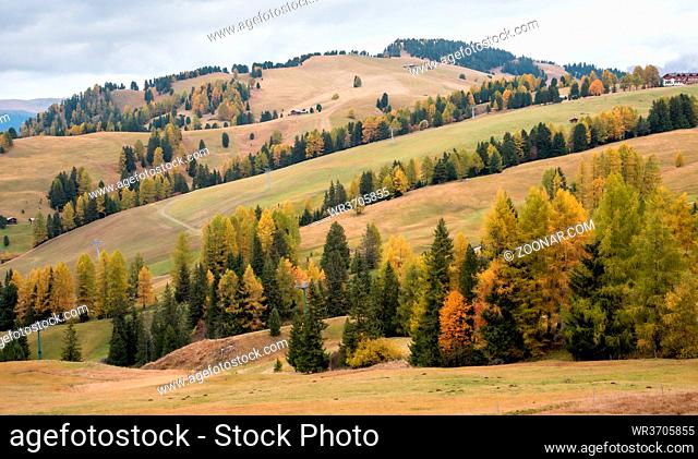 Landscape with beautiful Autumn yellow and green pine trees at the Alpe di Siusi valley in the Italian Dolomite mountains in Italy