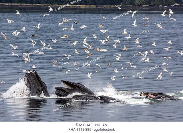 Adult humpback whales (Megaptera novaeangliae) co-operatively bubble-net feeding, Snow Pass, Southeast Alaska, United States of America, North America