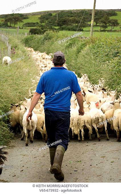 Farmer driving his flock of 400 various breeds of shorn sheep and their unshorn lambs, near the village of  Rhosllefain near Tywyn, Gwynedd north Wales, UK