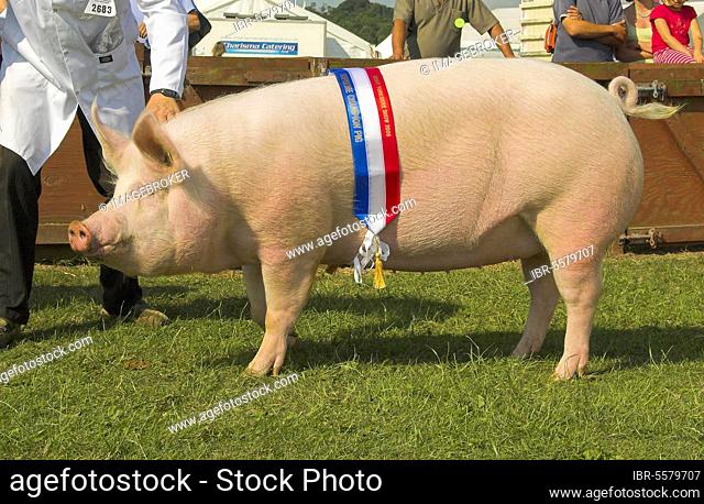 Domestic Pig, Large White Sow, Breed Champion, Great Yorkshire Show, England, Great Britain