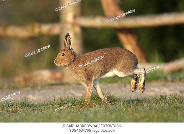 Irish hare photographed mid stride