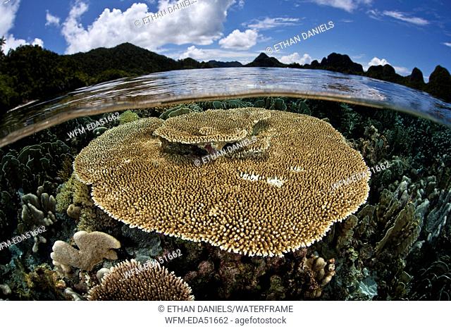 Table Coral on Reef Top, Acropora sp., Raja Ampat, West Papua, Indonesia