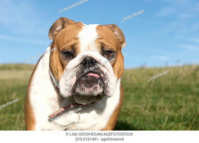 White and Red English Bulldog Dog-Canis lupus familiaris. Uk