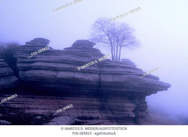 Tree growing on limestone rock formation in foggy morning. Torcal de Antequera Natural Park, Málaga province, Spain