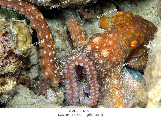 Starry night octopus, Octopus luteus, foraging on coral reef at night, Malapascua, Cebu, Philippines, Visayan Sea rr