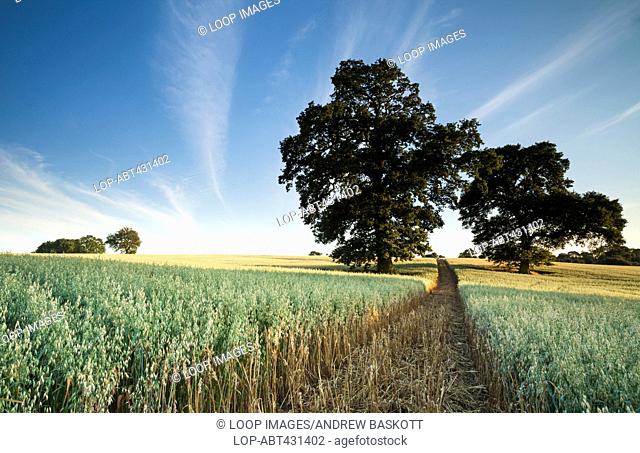 A footpath cuts through a crop of ripening oats beside mature oak trees near Holdenby in Northamptonshire