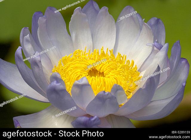 Giant water lily (Nymphaea gigantea), giant water lily