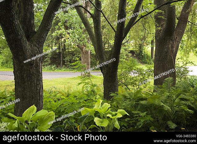 Row of deciduous tree trunks in shade garden underplanted with Hosta and Pteridophyta - Fern plants in summer, Centre de la Nature public garden, Laval, Quebec