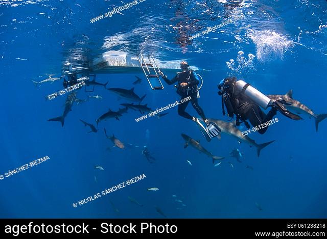 Big school of silky sharks swimming around divers close to the boat