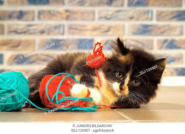 kitten - lying between ball of wool