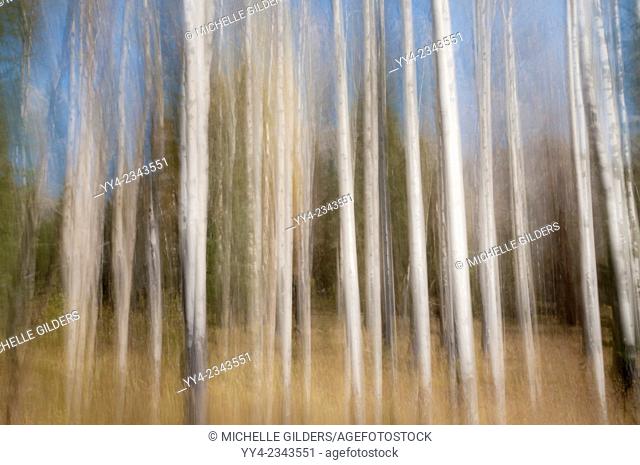 Motion blur of Quaking Aspen, Populus tremuloides, Banff National Park, Alberta, Canada