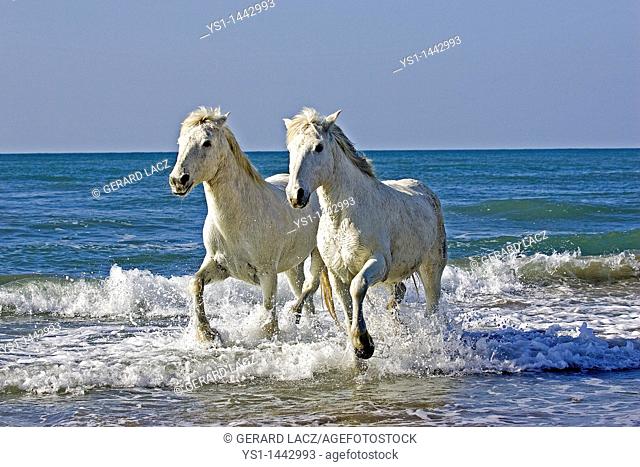 CAMARGUE HORSE, PAIR WALKING ON BEACH, SAINTES MARIE DE LA MER IN SOUTH OF FRANCE