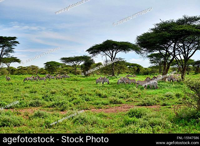 Plains zebras, Equus quagga, Serengeti National Park, Tanzania, East Africa, Africa