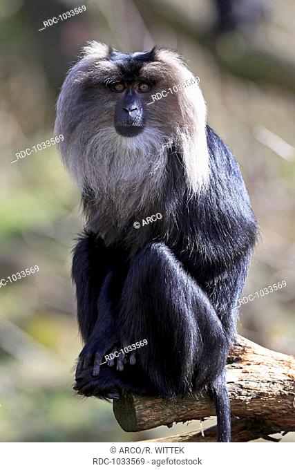 lion-tailed macaque, (Macaca silenus), captive