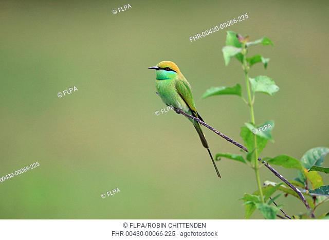 Little Green Bee-eater (Merops orientalis) adult, perched on twig, Goa, India, November