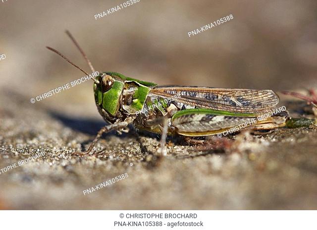 Mottled Grasshopper Myrmeleotettix maculatus - Gasteren, Drenthe, The Netherlands, Holland, Europe