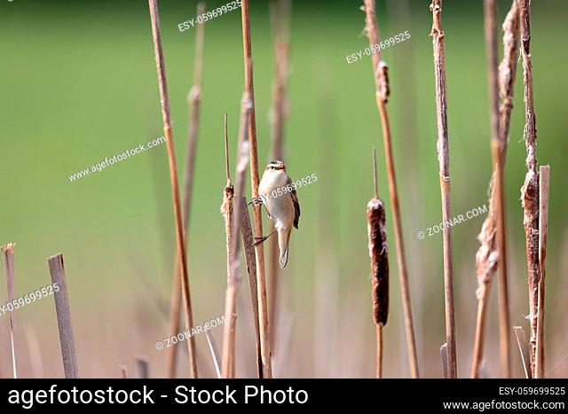 song bird Sedge warbler (Acrocephalus schoenobaenus) sitting on the reeds. Little songbird in the natural habitat. Spring time
