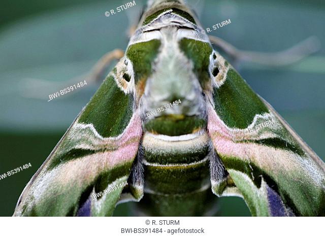 oleander hawkmoth (Daphnis nerii), portrait of the thoracal part, Germany, Bavaria