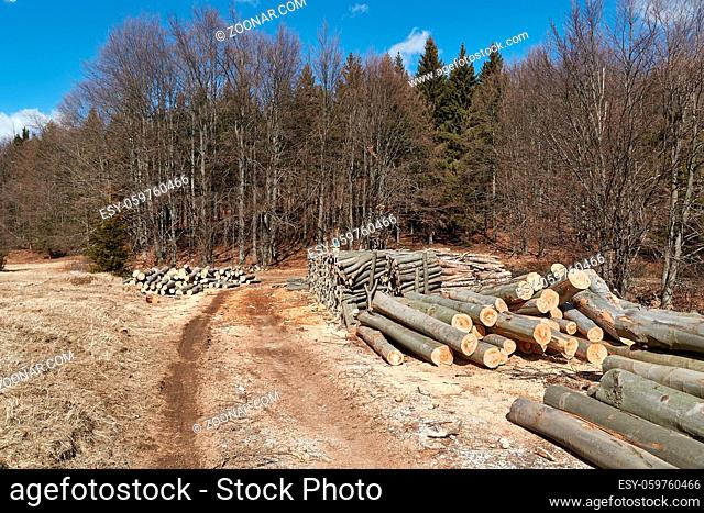 Pile of logs cut in a forest
