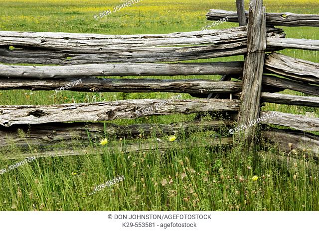 Cedar split-rail fence with yellow salsify. Manitoulin Is., Ontario, Canada