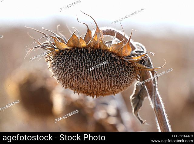RUSSIA, ZAPOROZHYE REGION - SEPTEMBER 14, 2023: A sunflower ready for harvesting in a field of branch No 17 Vysokopolye of the State Grain Operator in the...