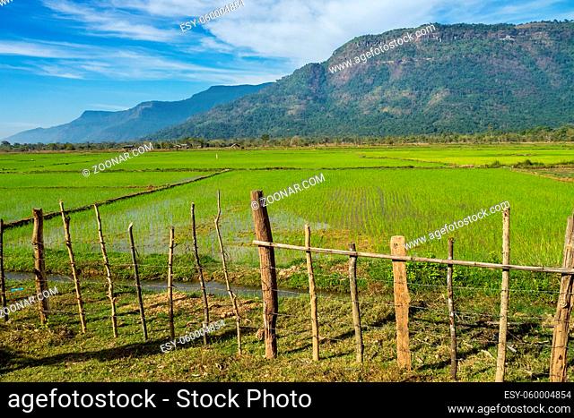 rice fields in the Champasak valley, Laos in Southeast Asia