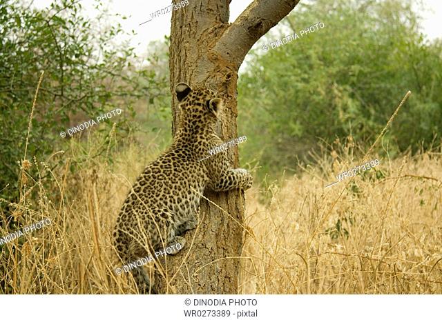 Big cat baby or young Leopard cub Panthera pardus climbing on tree , Ranthambore National Park , Rajasthan , India