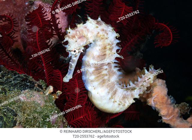 Thorny Seahorse, Hippocampus histrix, Bali, Indonesia