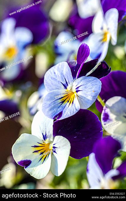 Pansy flowers in the springtime