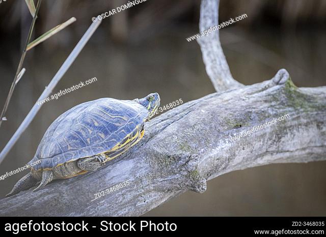 Red-eared slider (Trachemys scripta elegans) resting on a trunk. Natural Areas of the Llobregat Delta. Barcelona province. Catalonia. Spain