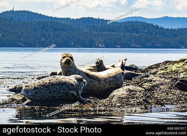 Seals on rocks near Saturna Island, BC, Canada