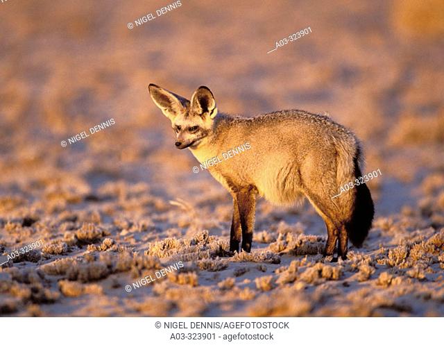 Bat-Eared Fox (Otocyon megalotis). Kgalagadi Transfrontier Park, Kalahari, South Africa