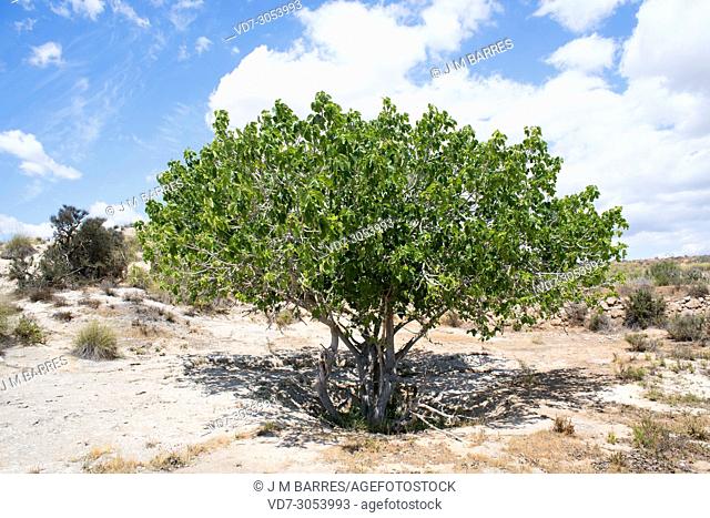 Common fig (Ficus carica) is a small deciduous tree native to south western Asia but naturalized in Mediterranean Basin. This photo was taken in summer in...