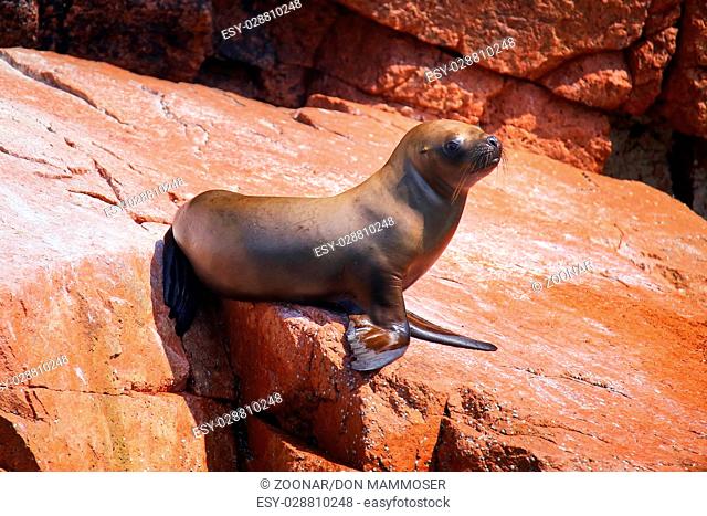 Young South American sea lion in Ballestas islands Reserve in Peru