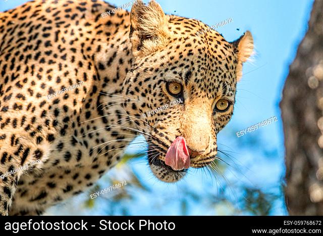 A Leopard licking himself in the Kruger National Park, South Africa