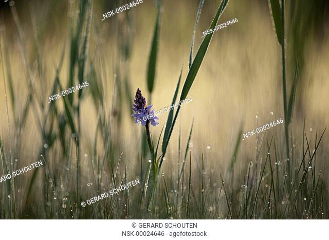 Heath-spotted Orchid (Dactylorhiza maculata) flowering in morning sun, The Netherlands