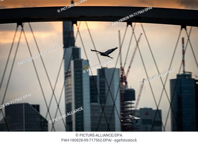27 August 2018, Germany, Frankfurt am Main: A grey heron flies past the bank towers of the city and the struts of the Osthafenbrücke at nightfall