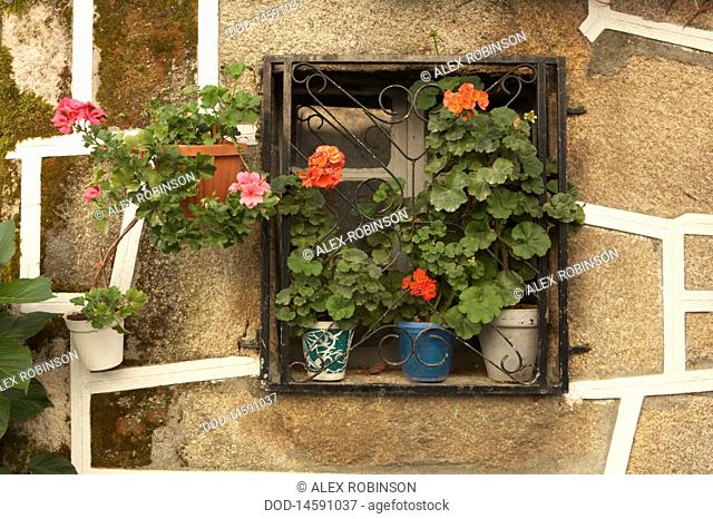 Spain, Galicia, Castro Caldelas, Ourense, Pot plants on window