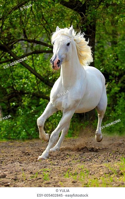 Orlov stallion
