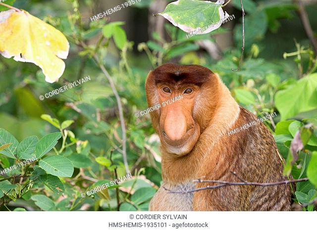 Malaysia, Sarawak state, Bako National Parkproboscis monkey or long-nosed monkey (Nasalis larvatus)