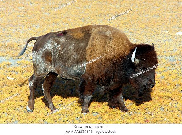 Bison (Bos Bison) Bull, Antelope Island, Utah