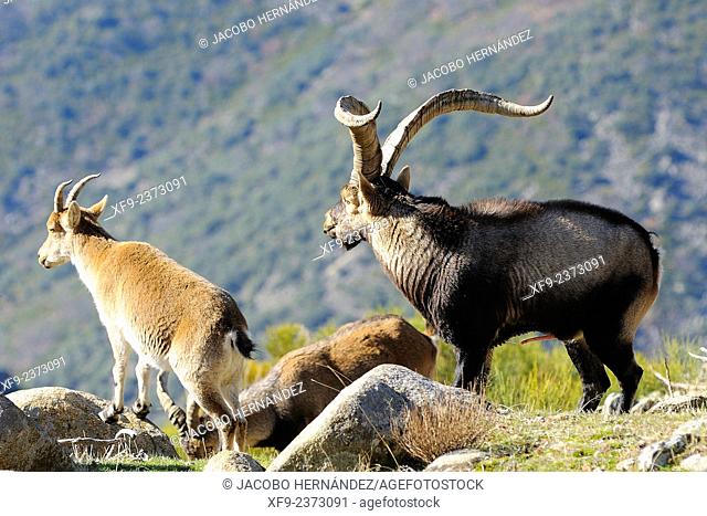 Spanish ibex(Capra pyrenaica) La Sierra Game Reserve.Gredos mountains.Cáceres province.Extremadura.Spain