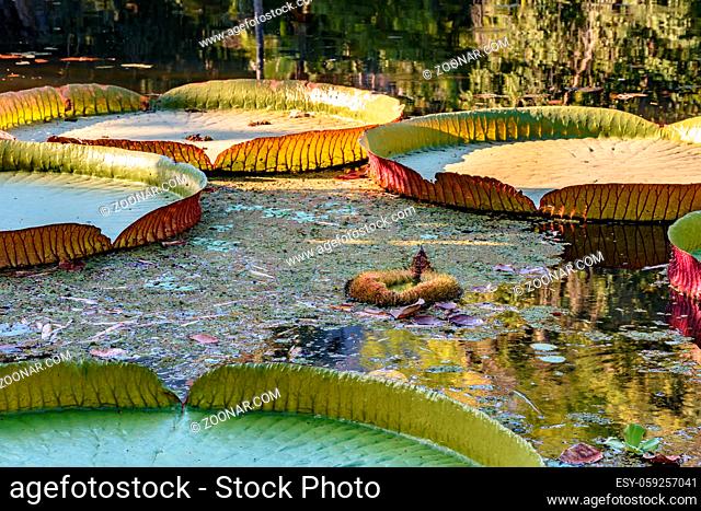 Victoria regia, aquatic plant typical of the Amazon region, floating on the waters of a lake