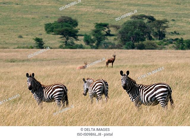 Common Zebra (Equus quagga), Masai Mara National Reserve, Kenya